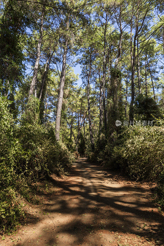 在靠近marmaris mugla turkey的gokova湾被松树包围的森林道路